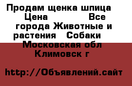 Продам щенка шпица.  › Цена ­ 15 000 - Все города Животные и растения » Собаки   . Московская обл.,Климовск г.